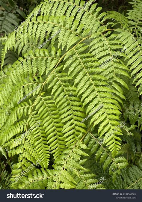 Vascular Plants Tracheophyta Forest After Rain Stock Photo 2207508569 | Shutterstock