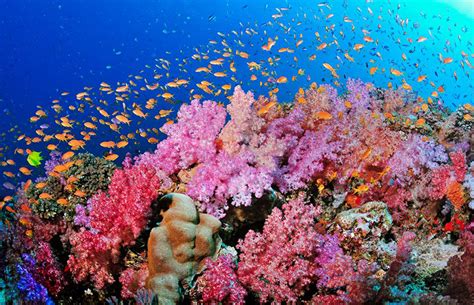 9 Best and Beautiful Coral Reefs - inspirich