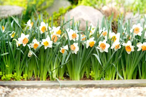 Why Are There No Flowers On My Daffodils? Troubleshooting Tips For Disappointing Blooms