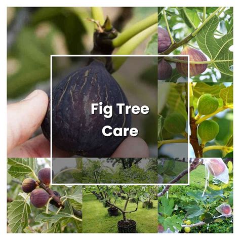 How to Grow Fig Tree Care - Plant Care & Tips | NorwichGardener