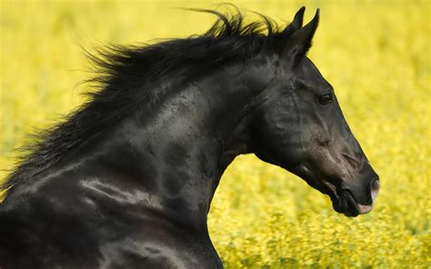 Black Horse HD Backgrounds Free Download