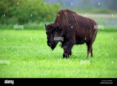 Wood bison (Bison bison athabascae) adult, foraging, Alaska Wildlife Conservation Center ...