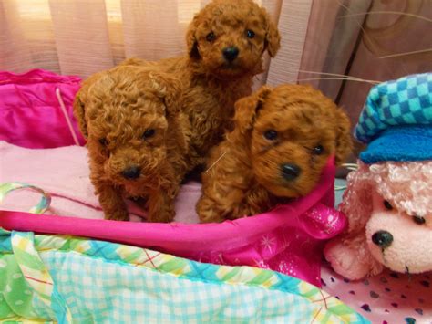 Red & Ice White Teacup & Toy Poodle Breeders in Florida | Lowry Toy Poodles