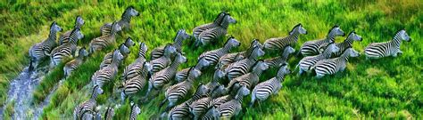 Zebras Running • Images • WallpaperFusion by Binary Fortress Software