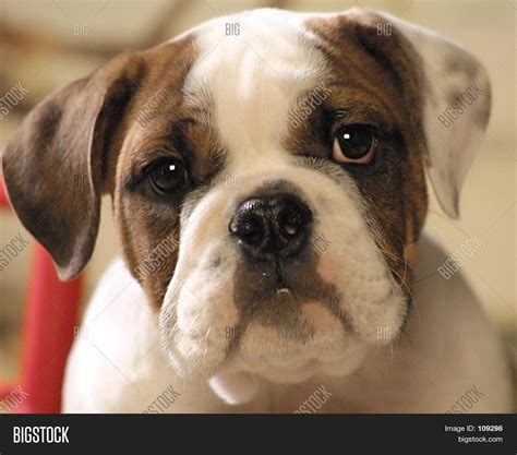 Bull Dog Puppy Face Image & Photo | Bigstock