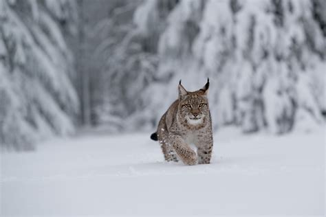 Animal Lynx 4k Ultra HD Wallpaper