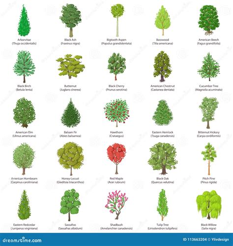 Tree Types Icons Set, Isometric Style Stock Vector - Illustration of nature, hornbeam: 113663204