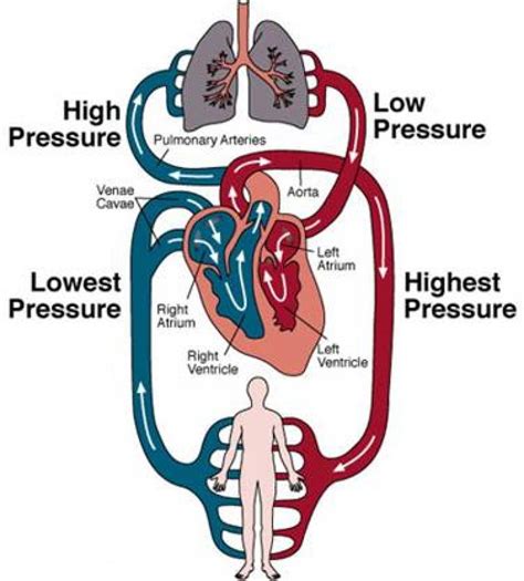 Diagram Of The Pulmonary System