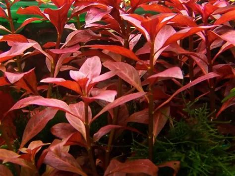 The Best Red Aquarium Plants for Your Aquarium | Fishkeeping World