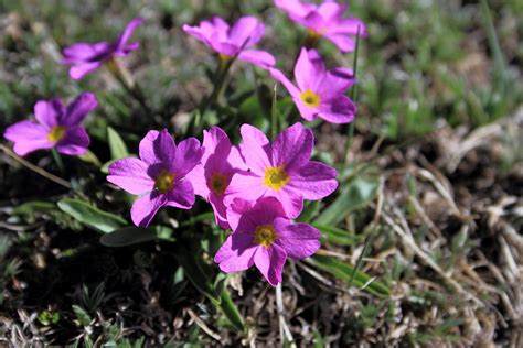 Streamlined Sparkles | Plants at Alpine tundra may take tens of years to grow just an inch. So ...