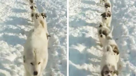 Flock Of Great Pyrenees Take A Family March Through The Snow (VIDEO)