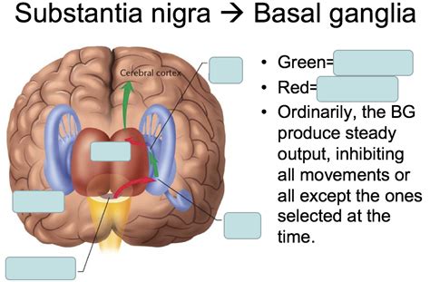 Substantia Nigra to Basal Ganglia Diagram | Quizlet