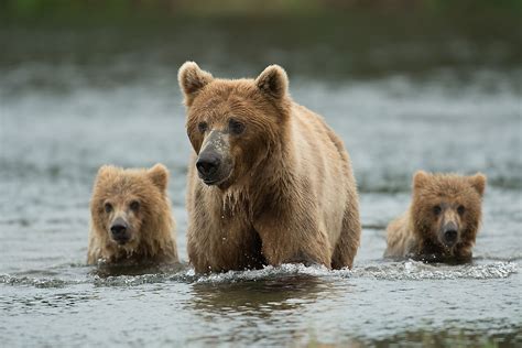 What Animals Live In Alaska? - WorldAtlas