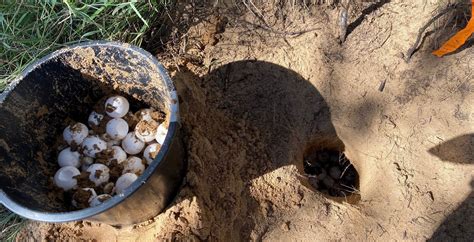 Thousands of turtle eggs moved after high tides – Bundaberg Now