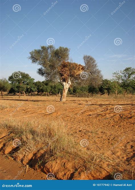 Rich Soil stock photo. Image of survival, tree, soil - 10777942