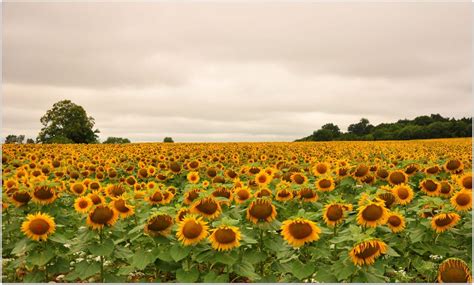 20 Spectacular Sunflower Fields - Best Photography, Art, Landscapes and Animal Photography