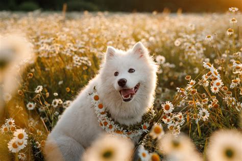 50+ Cute And Popular Samoyed Names - Adorable Name Ideas