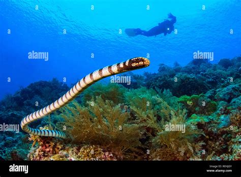 Venomous sea snake hi-res stock photography and images - Alamy