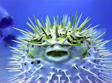 Top 10 Facts About Pufferfish! | Fun Facts You Need to Know!