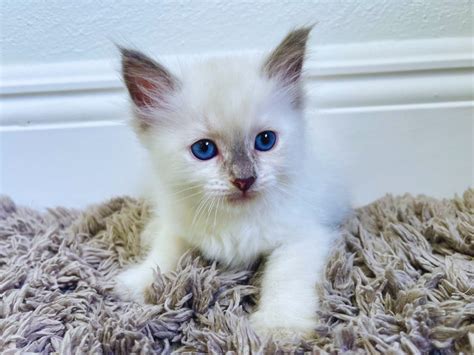 Types of Lilac Ragdoll Cats & Kittens With Their Personality - Cat Queries