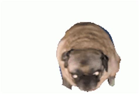 Pug Dance Sticker - Pug Dance Png - GIF'leri Keşfedin ve Paylaşın