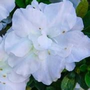 White Bouquet medium growing – Camellia Grove Nursery