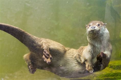 15 Fascinating Facts About Otters