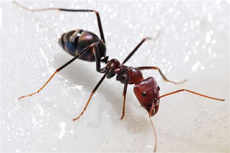 how do electric ants communicate