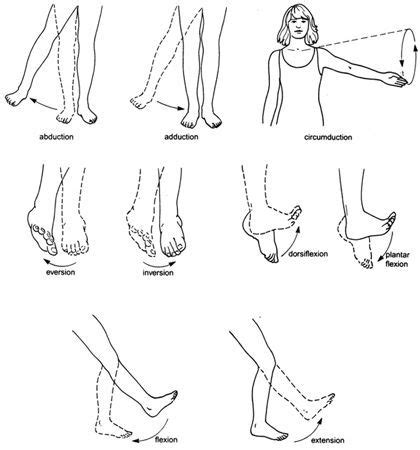 explained | Body movement, Anatomy, Movement