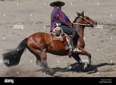 chilean cowboy, huaso Stock Photo: 163404153 - Alamy