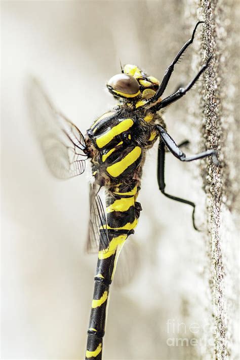 Beautiful yellow and black big dragonfly insect macro side view Photograph by Gregory DUBUS - Pixels