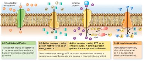 Facilitated diffusion is often used to transport