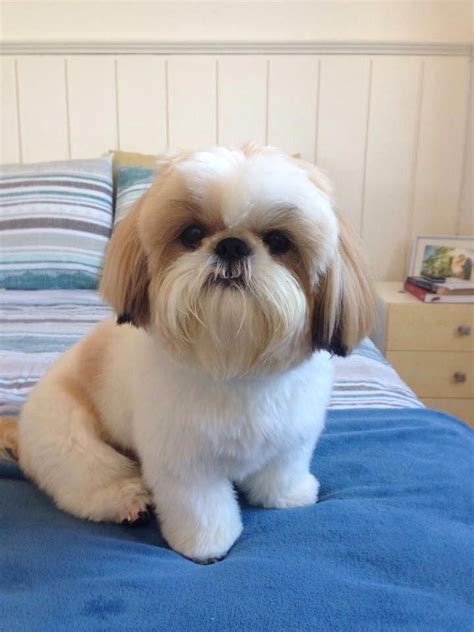 30 Great Names For Shih Tzu Dogs [PICTURES – Dog Breeds in 2020 | Shih tzu puppy, Shih tzu dog ...