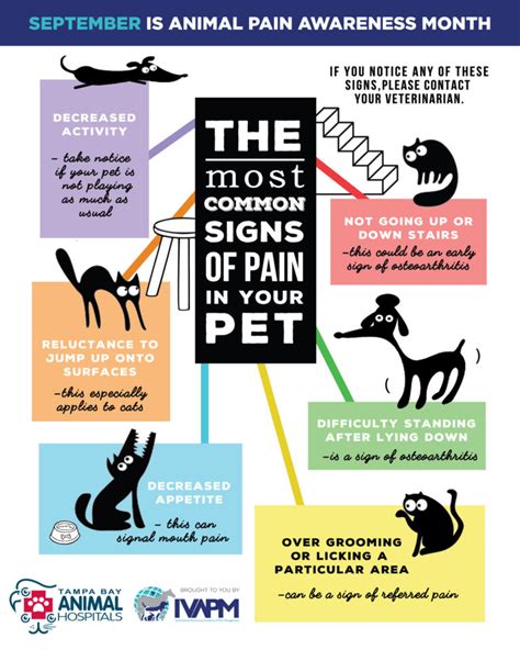 Common Signs of Pain in Cats - Tampa, FL - Tampa Bay Animal Hospitals ...