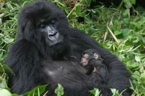 Mountain Gorilla Facts | Endangered Animals