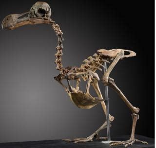 Dodo skeleton sells for £280,000 at auction - BBC News