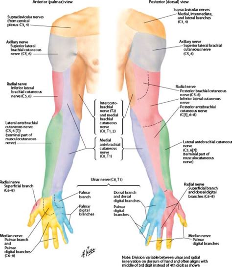 Superficial cutaneous of neural distribution on the anterior and posterior aspect of the arm ...