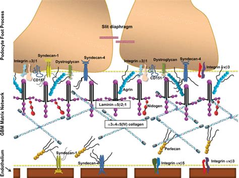 Glomerular Basement Membrane Layers