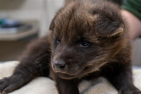 Rare baby maned wolf melts hearts at Texas zoo