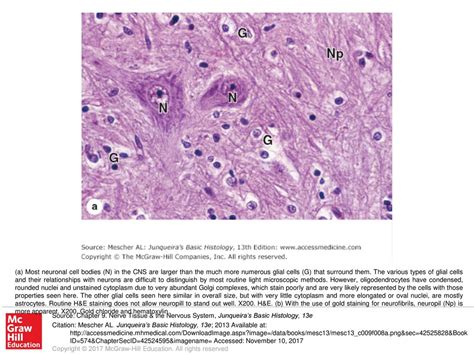 Neuroglial Cells Histology