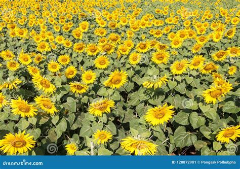 Sun Flower Field in the Country Farm. Stock Image - Image of industrial ...