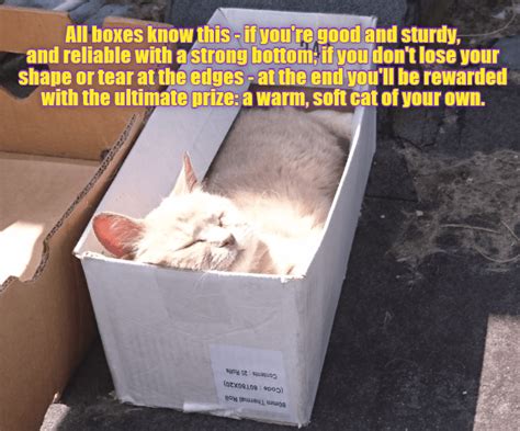 All boxes know this | Funny cat memes, Cat quotes, Funny animals