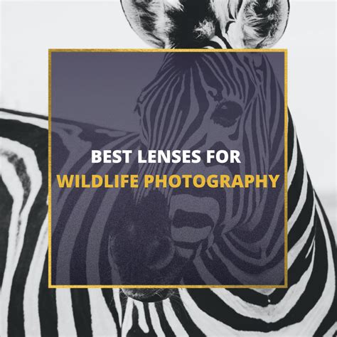 📸 5 Best Lenses For Wildlife Photography In 2024 [Guide]