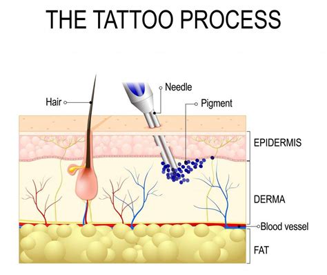 How Tattoos Work | - THE WORLD FAMOUS