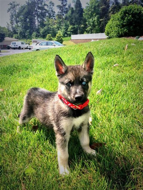 baby german shepherd husky mix - Shanta Nelms