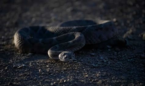 Do Rattlesnakes Come Out at Night? (How to Avoid!) - A-Z Animals