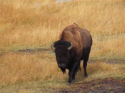 The Wildlife of Yellowstone - WanderWisdom