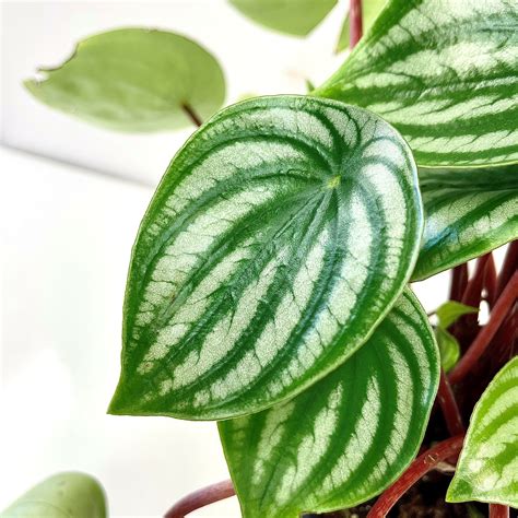 Peperomia Watermelon 12cm - Springvale Garden Centre