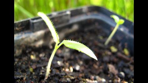 Growing Tamarillo's From Seed - YouTube