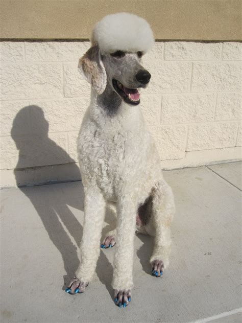 Finally got my poodle back! (feet shave) - Poodle Forum - Standard Poodle, Toy Poodle, Miniature ...